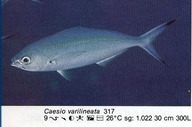 Caesio varilineata